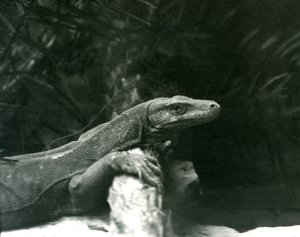 En Komodo DragonMonitor hviler nakken og forbena opp mot en tømmerstokk i London Zoo i juni 1927 av Frederick William Bond