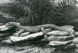 En Komodo Dragon Monitor hviler på en steinete vegg i London Zoo i 1927 av Frederick William Bond