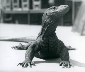 En Komodo-drage i London Zoo, august 1928 av Frederick William Bond