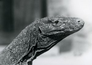En Komodo-drage i London Zoo i august 1928 (s/hvitt-bilde) av Frederick William Bond