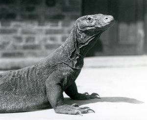 En Komodo-drage i London Zoo i august 1928 (s/hvitt-bilde) av Frederick William Bond
