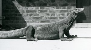 En Komodo-drage i London Zoo i august 1928 (s/hvitt-bilde) av Frederick William Bond