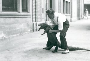 En Komodo-drage som holdes opp på bakbena, av en keeper ved London Zoo i august 1928 (s/hv-bilde) av Frederick William Bond