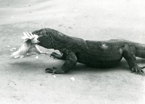 En Komodo-drage som spiser en kylling, London Zoo av Frederick William Bond