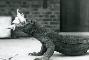 En Komodo-drage spiser en kylling i London Zoo august 1928 (s/hvitt-bilde) av Frederick William Bond