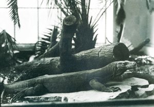 En Komodo-drage i reptilhuset i London Zoo i august 1928 (s/hvitt-bilde) av Frederick William Bond