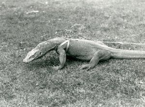 En komododrage ute på tur på en plen, iført sele og bånd (s/h-bilde) av Frederick William Bond