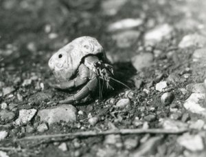 En landeremittkrabbe, London Zoo av Frederick William Bond