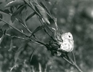 En eremittkrabbe som klatrer på en liten gren, London Zoo av Frederick William Bond