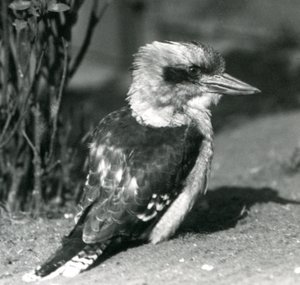 A Laughing Kookaburra i London Zoo i april 1925 av Frederick William Bond