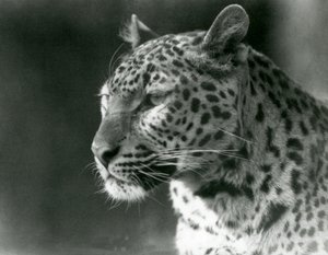 En leopard i London Zoo i 1930 (s/hvitt-bilde) av Frederick William Bond