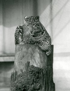 En leopard som ligger på toppen av en trestubbe, London Zoo av Frederick William Bond