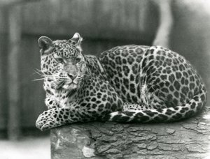 En leopard hviler på en tømmerstokk i London Zoo i 1929 (s/hv-bilde) av Frederick William Bond
