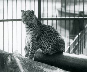 En leopard som sitter på en tømmerstokk i innhegningen i London Zoo, september 1925 av Frederick William Bond