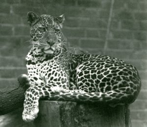 En leopard som sitter på en trestubbe i London Zoo i 1924 av Frederick William Bond