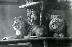 En løve og løvinne hviler på en høy plattform, i deres innhegning, London Zoo i 1929 (s/hv-bilde) av Frederick William Bond