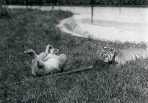 En løve- og tigerunge leker med en mopp, på gresset, ved et basseng, London Zoo, september 1925 av Frederick William Bond