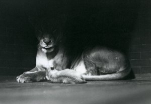 En løveunge som ligger sammen med sin mor i skyggen av baksiden av innhegningen deres, London Zoo, oktober 1925 av Frederick William Bond