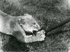 En løveunge leker med en mopp, holdt av vokteren, på gresset foran hiet, London Zoo, september 1925 av Frederick William Bond