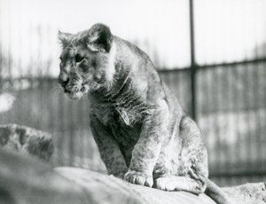 En løveunge, som ble født i menasjeriet i juli 1923, London Zoo, juli 1924 av Frederick William Bond