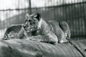 En løveunge, som ble født i menasjeriet i juli 1923, London Zoo, juli 1924 av Frederick William Bond