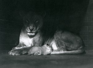 En løvinne og unge som ligger i skyggen av baksiden av innhegningen deres, London Zoo, oktober 1925 av Frederick William Bond