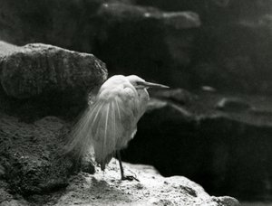 En liten egret hviler blant steiner i London Zoo i 1930 (s/hvitt-bilde) av Frederick William Bond