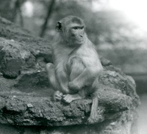 En makak sitter på en stein i London Zoo i 1924 av Frederick William Bond