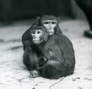 En makak med babyen sin sittende sammen på gulvet i innhegningen deres, London Zoo av Frederick William Bond