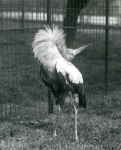 En Maguari-stork fremfører opp-ned-visningen, London Zoo, juli 1925 av Frederick William Bond