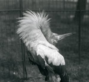 En Maguari-stork fremfører opp-ned-visningen, London Zoo, juli 1925 av Frederick William Bond