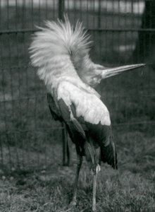 En Maguari-stork fremfører opp-ned-visningen, London Zoo, juli 1925 av Frederick William Bond