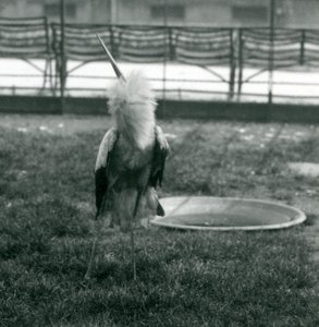 En Maguari-stork fremfører opp-ned-visningen mens han står på gresset ved siden av et lite betongbasseng, London Zoo, juli 1925 (s/hv-bilde) av Frederick William Bond