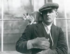 En malagasisk kjemperotte sitter på skulderen til vokteren sin, London Zoo av Frederick William Bond