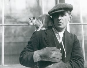 En malagasisk kjemperotte sitter på skulderen til sin keeper, London Zoo, 1924
