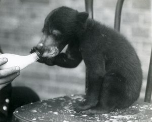 En malaysisk eller solbjørnunge sitter på en stol mens den blir matet med flaske av vokteren i London Zoo, 1920-tallet av Frederick William Bond