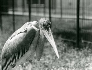 En Marabou-stork stående i innhegningen i London Zoo i september 1928 av Frederick William Bond