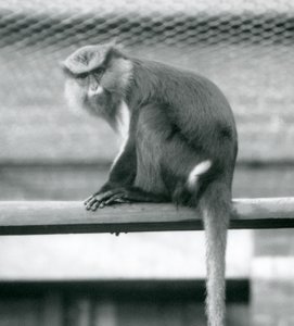 En Mona Monkey sitter på en horisontal stang i innhegningen i London Zoo i september 1925 av Frederick William Bond