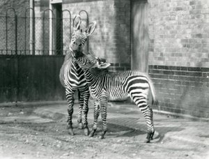En fjellsebra og føllet hennes i London Zoo i 1929 (s/hv-bilde) av Frederick William Bond