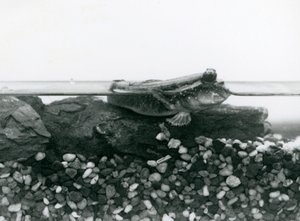 En mudskipper, hviler på nedsenkede steiner, med øynene over vann, London Zoo av Frederick William Bond