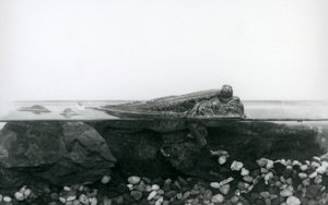 En mudskipper, hvilende på nedsenkede steiner, med den øverste halvdelen av kroppen over vann, London Zoo av Frederick William Bond