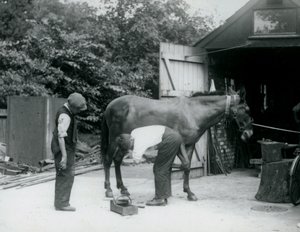 Et muldyr som ble skodd i London Zoo i 1924 av Frederick William Bond