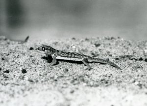 En Namib-sandgekko/nettfot-gekko som står på sand, London Zoo, september 1928 (s/hv-bilde) av Frederick William Bond