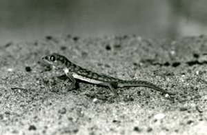 En Namib-sandgekko/nettfot-gekko som står på sand, London Zoo, september 1928 (s/hv-bilde) av Frederick William Bond