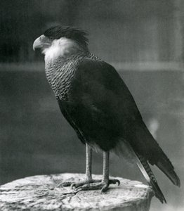 En Northern Crested Caracara i London Zoo, før 1930 av Frederick William Bond