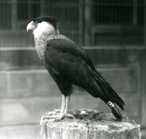 En Northern Crested Caracara stående på en tømmerstokk i London Zoo, september 1925 av Frederick William Bond