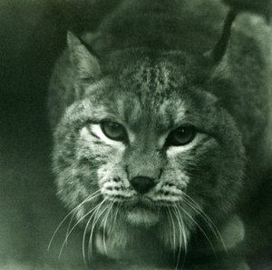 A Northern Lynx, London Zoo, februar 1925 av Frederick William Bond
