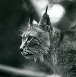 En nordlig gaupe i London Zoo, juli 1925 av Frederick William Bond