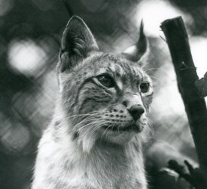 En nordlig gaupe i London Zoo, juli 1925 av Frederick William Bond