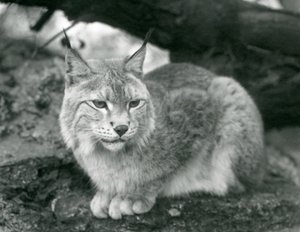 En nordlig gaupe som sitter på en stein, London Zoo, oktober 1925 av Frederick William Bond